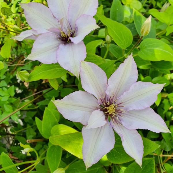 Clematis hyb. Samaritan Jo Evipo075