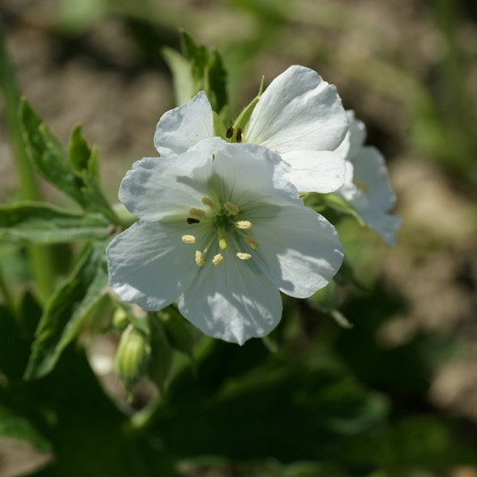 Geranium maculatum 'Album' 2