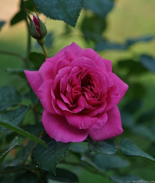 Rose Lea Renaissance_Strauchrosen_1