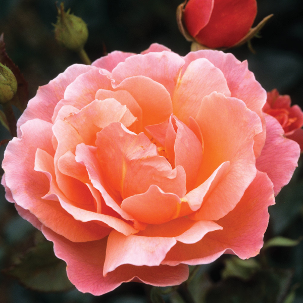 Fragrant Delight