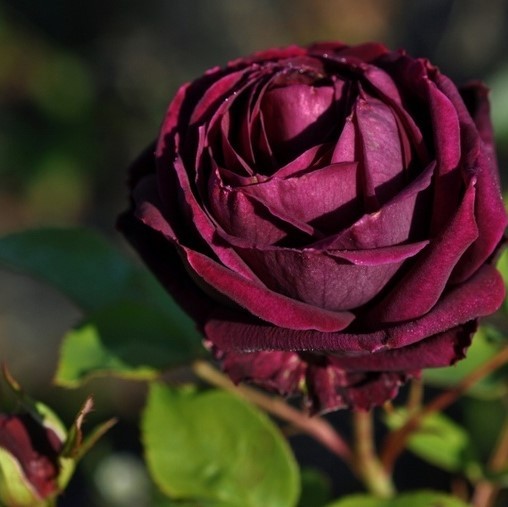 Rose-The-Prince-Englische-Rosen-1