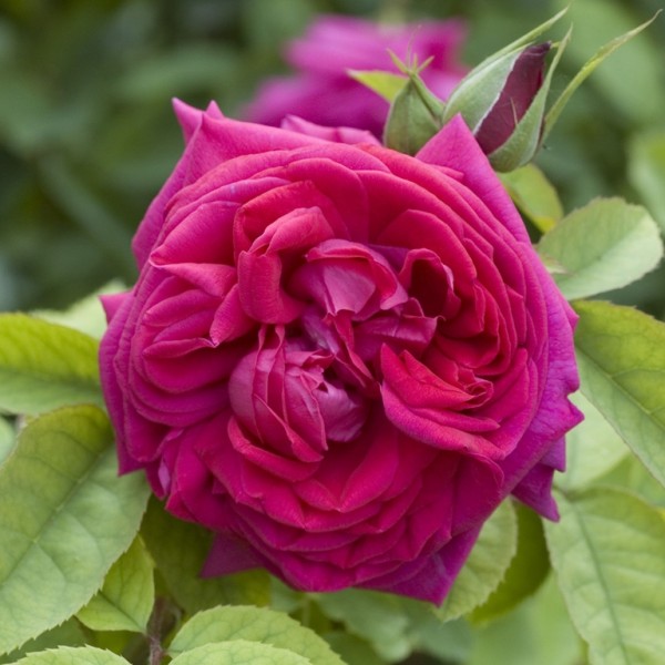 Rose Gloire de Ducher_Remontant Rosen_2