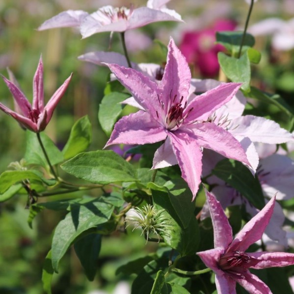 Clematis Hagley Hybrid3