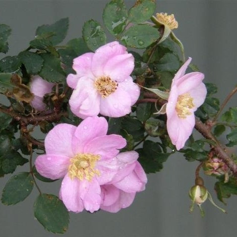 Rosa elegantula Persetosa 4