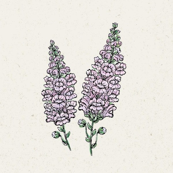 900x900_Antirrhinum-majus_Summer-Lavender