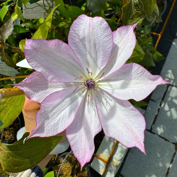 Clematis Hybride ´Omoshiro`