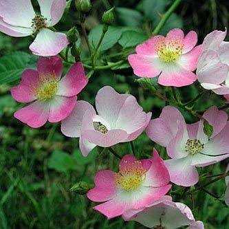 Rosa Sternenflor