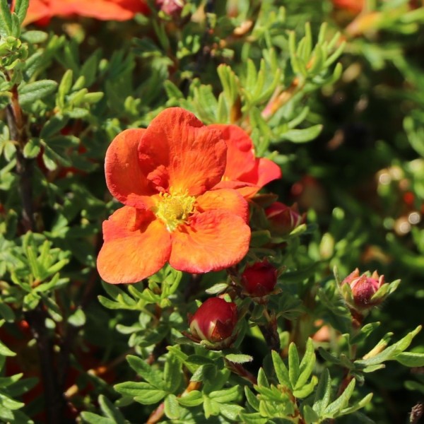 Potentilla fruticosa 'Red Ace'3