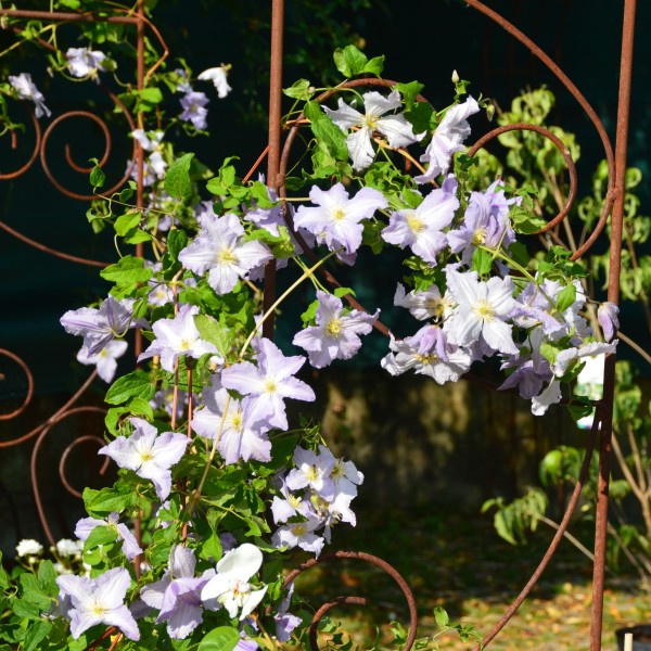 Clematis vitic. Blue Angel