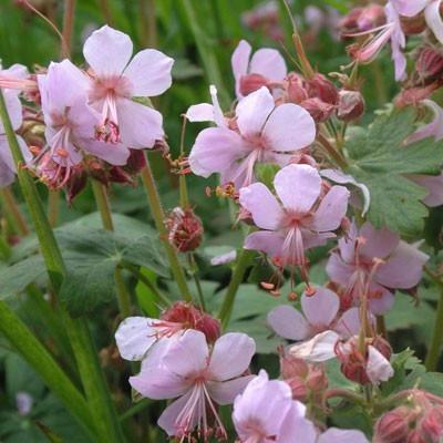 Geranium macrorrhizum Ingwersen