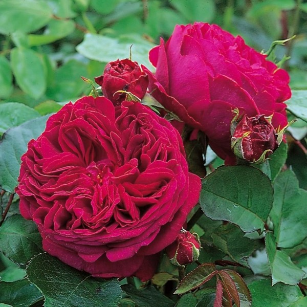 Rose-Falstaff-Englische-Rosen-2