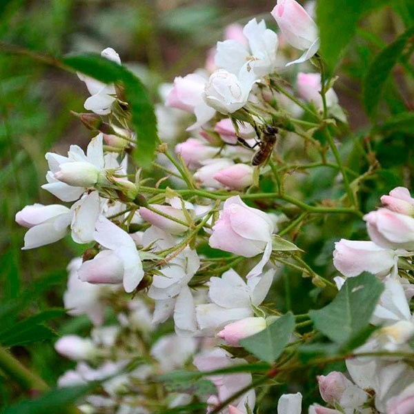 CaterinaCornaro_rose_novaspina