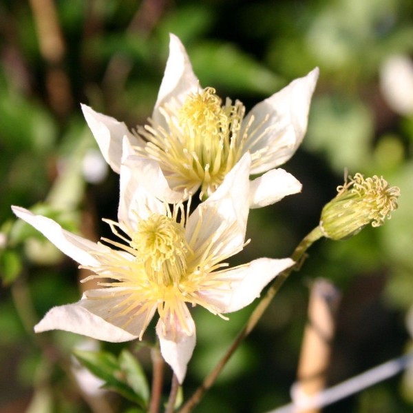 Clematis tangutica Anita