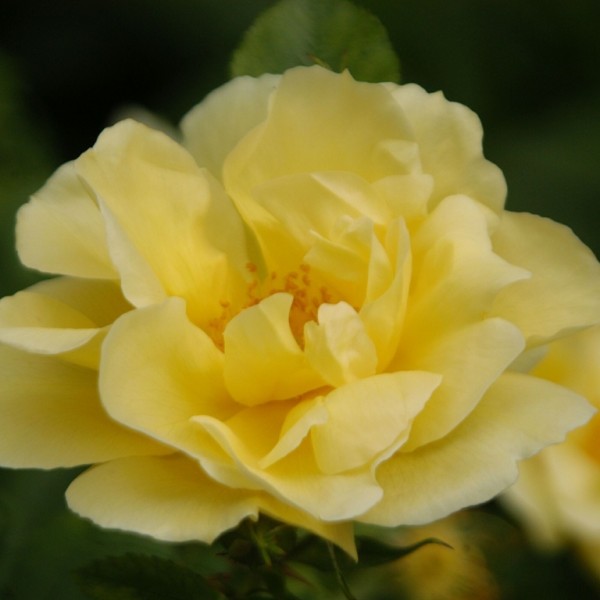 Rose-Topaz-Jewel-Rose-Gelbe-Dagmar-Hartopp-1