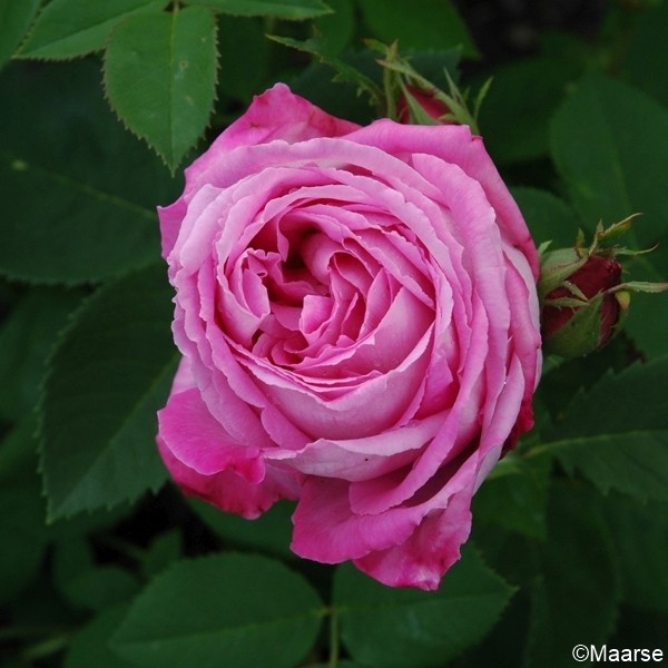 Rose Mrs John Laing_Remontant Rosen_1