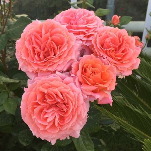 Rose-Amour-de-Molene-Edelrosen-1