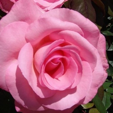 Rose Gräfin Bettina Bernadotte_1