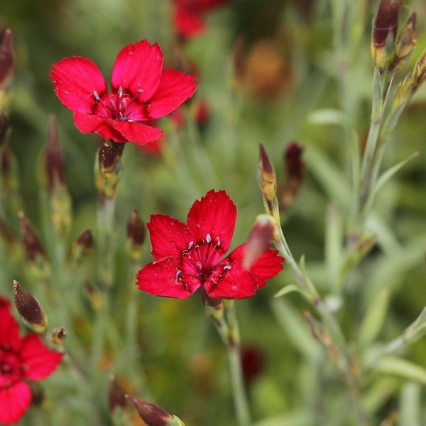Dianthus deltoides 'Leuchtfunk'2