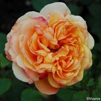 Rose-Charles-Austin-Englische-Rosen-2