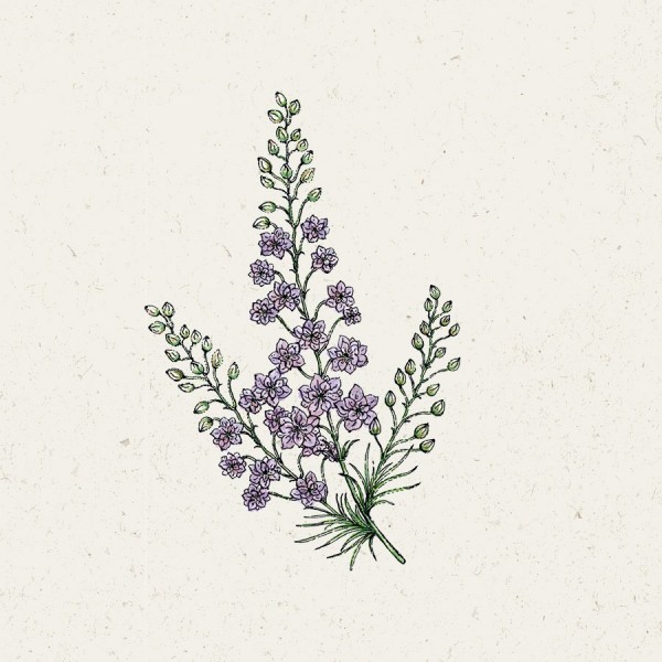 900x900_Consolida-Misty_Lavender