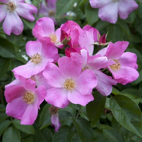 Rose Kirsten Klein_2_strauchrosen