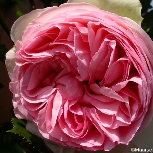 Rose-William-Morris-Englische-Rosen-1