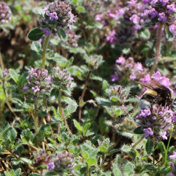 Thymus pseudolanuginosus3