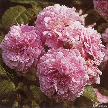 Rose-Lavender-Lassie-Moschata-Hybriden-1