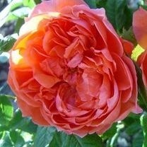Rose-Summer-Song-Englische-Rosen-2