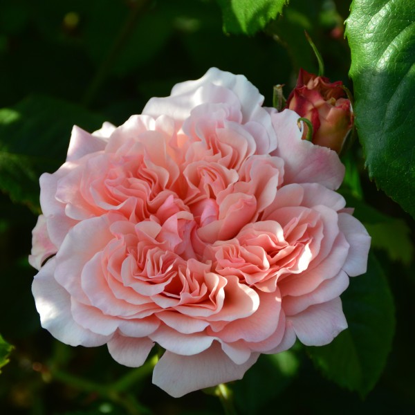 Rose de Tolbiac (3)