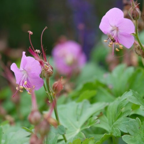 Geranium Berggarten