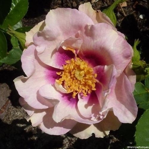 Rose Eyes for you_Hochstamm Rosen_3