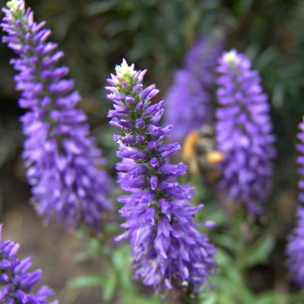 scheinaehriger-ehrenpreis-ulster-blue-dwarf-m082511_w_0