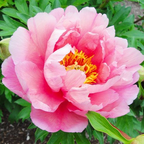 peony-pink-double-dandy-itoh