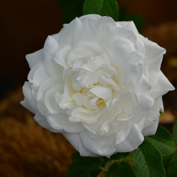 Marie Bugnet