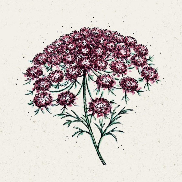 900x900_Daucus_carota_dara