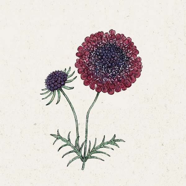 900x900_Scabiosa_Black_Knight