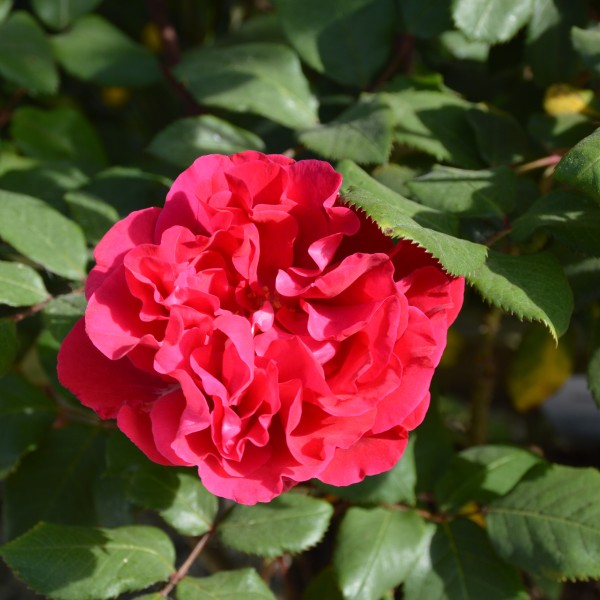 The Geheimrat's Rose (1)