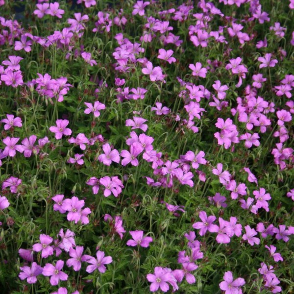 Geranium oxonianum Rosenlicht