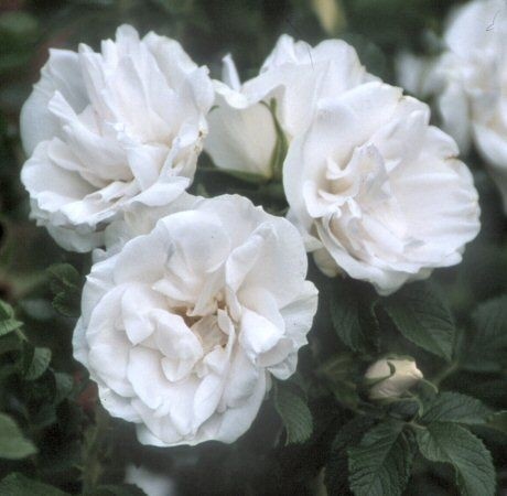 Blanc Double de Coubert_Rosa Rugosa_1
