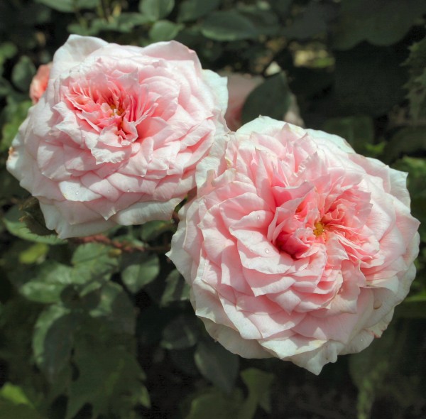 Antique Rose (2)