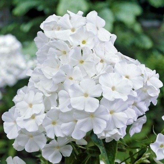 Phlox paniculata White Admiral_korr