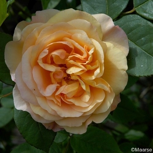 Rose-Lady-of-Shalott-Englische-Rosen-1