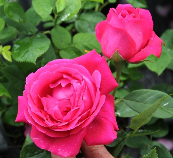 Rose American Beauty_Remontant Rosen_1