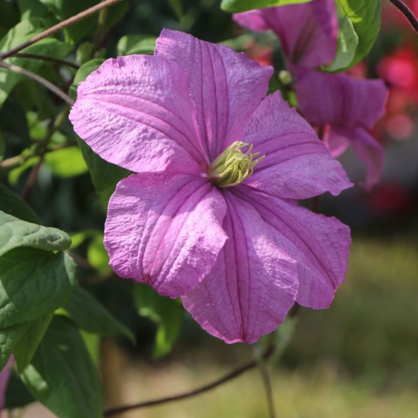 clematis-comtesse-de-bouchaud
