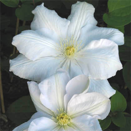 Clematis