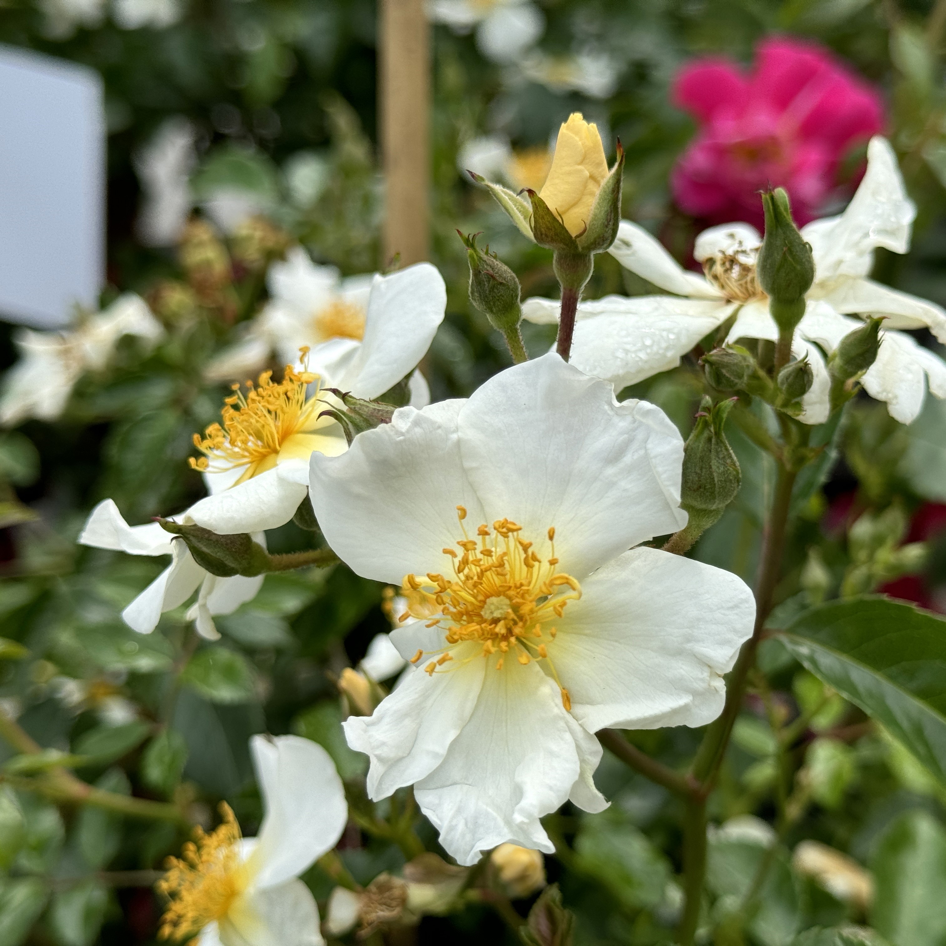 Wedding rose cheap