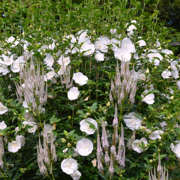Potentilla fruticosa Lemon Meringue