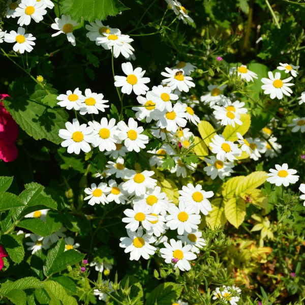 Tanacetum niveum 'Jackpot'