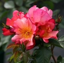 Rose-Pretty-Sunrise-Strauchrosen-1